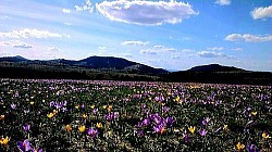 Аромат сухих хвойных деревьев и дикой мяты, распространяющийся по теплым склонам. Цветущие полевые розы у старой каменной ограды, разделяющей два пастбища. Длинные тени деревьев, покрывающие всю долину в сумерках. Известняковые скалы, выветренные ветром и дождем, похожи на природные скульптуры. Быстрый горный ручей, несущий белые камни вниз по склону после дождя. Гравийная дорога, извивающаяся вдоль края горы. Группа стройных сосен, растущих из почти голой скалы. Синий туман, задерживающийся в низинах между холмами в сумерках. Острые кристаллы инея на колючей проволоке, граничащей с горным поместьем. Ветер, гонящий облака над краем горного хребта на задний план. Густой папоротник, полностью покрывающий лесную подстилку под вековыми буками. Сухая трава Златибора шелестит под шагами на открытом поле. Тишина горной вершины, лишь изредка нарушаемая карканьем ворон.