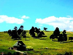 Безлесная горная вершина, где только небо касается острой и сухой травы. Пучки влажного папоротника, склонившиеся над небольшим горным ручьем. Запах горящей сосны, распространяющийся из далекой деревушки сквозь холодный воздух. Серебристые чешуйки лишайника на ветке, высушенной молнией давным-давно. Вид на пастбища, которые вдали выглядят как смятый зеленый шелк. Сапсан, неподвижно парящий на ветру над каньоном реки Увац. Бесконечная тишина горного поля, нарушаемая лишь далеким шелестом жимолости. Низкие кусты, принимающие формы необычных белых скульптур под снегом. Сухой стебель дикого мака, торчащий из трещины в каменном утесе. Кольца света вокруг верхушек сосен в момент захода солнца за хребет. Склон, покрытый тысячами крошечных сосновых шишек, потрескивающих под вашими шагами.