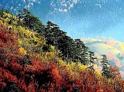 Бесконечная череда холмов Златибора, напоминающих замерзшие волны зеленого океана. Красная земля на голых горных перевалах, усеянных каменными глыбами и низкими кустарниками. Высокие ели, создающие кромешную тьму в глубине ущелья Златибора. Короткая и острая горная трава, желтеющая под жарким летним солнцем на Чиготе. Серебристые ветви берез, контрастирующие с темными и тяжелыми кронами сосен. Замерзшая поверхность озера, трескающаяся под давлением низких температур, образуя узоры, похожие на сеть.