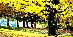 Пастушья хижина, построенная из златиборского камня и дерева, изолированная на высокой горной поляне. Осенние краски златиборских берез, резко контрастирующие с темными цветами сосен в густых лесах. Мох на северной стороне каменной стены старой златиборской церкви, уединенной в горной тишине. Солнце Златибора восходит из-за Златарского массива и освещает глубокие горные долины. Короткая златиборская трава сильно гнется под порывами ветра на голой вершине. Мох на северной стороне каменной стены старой златиборской церкви, уединенной в горной тишине. Солнце Златибора восходит из-за Златарского массива и освещает глубокие горные долины. Короткая златиборская трава сильно гнется под порывами ветра на голой вершине. Высоко парящие орлы над златиборскими каньонами, выискивая добычу на недоступных скалах. Одинокий златиборский фонтан с холодной родниковой водой рядом с извилистой горной дорогой.